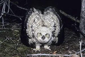 Inflated Prints: Great Horned Owl - flightless youngster on ground in defensive display, CT, USA