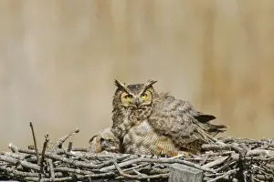 Great Horned Owl - in nest with chick