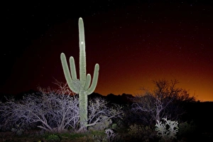Images Dated 18th March 2010: Great Horned Owl - nesting in a Saguaro Cactus using an old Red-tailed Hawk nest