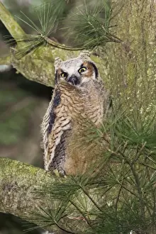 Fledgling Prints: Great Horned Owl - newly fledged chick Connecticut in April