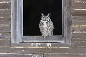 Farm Buildings Prints: Great Horned Owl - roosting in abandoned farmhouse. New Mexico in February
