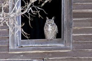 Images Dated 1st February 2008: Great Horned Owl - roosting in abandoned farmhouse. New Mexico in February
