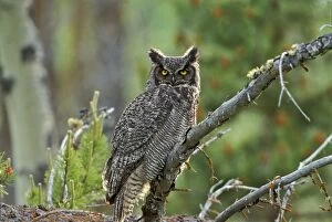 Images Dated 6th February 2014: Great Horned Owl sitting on tree branch near ground