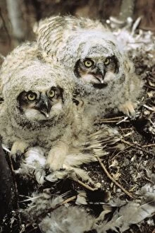 Great Horned Owl - young in nest