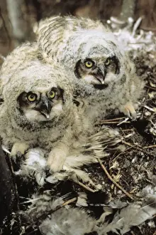 Great Horned Owl -young in nest, CT, USA