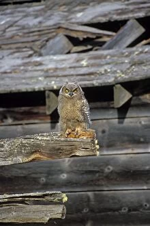 Barns Gallery: Great Horned Owl young sitting in front of old barn