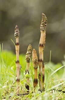 Horsetail Gallery: Great Horsetail spore-bearing cones in early spring