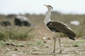 Images Dated 11th March 2010: Great Indian Bustard - male