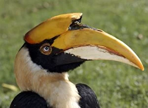 Images Dated 24th September 2006: Great Indian Hornbill