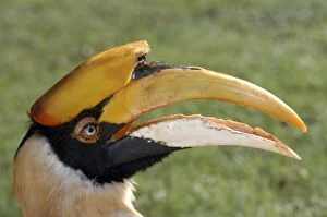 Images Dated 24th September 2006: Great Indian Hornbill