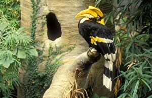 Images Dated 19th January 2005: Great Indian Hornbill Asia / India