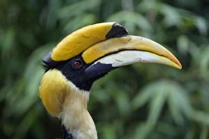 Images Dated 12th July 2007: Great Indian Hornbill - Portrait, Lower Saxony, Germany