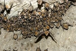 Great Indian Horseshoe Bats - mass hanging at roost, one in flight