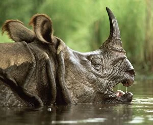 Great Indian / One-horned RHINOCEROS / rhino - Close up of head in water, side on