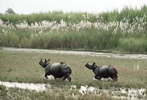 Great Indian / One-horned RHINOCEROS - x two running