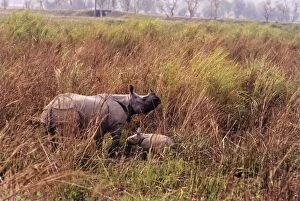 Great Indian Rhino - with baby
