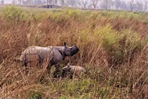 Great Indian Rhino - with baby. India