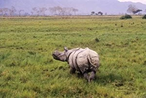 Great Indian Rhino - in swamp area