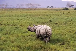 Swamps Prints: Great Indian Rhino - in swamp area Kaziranga National Park, India
