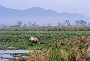 Great Indian Rhino - in swamp. Kazirranga National Park - India