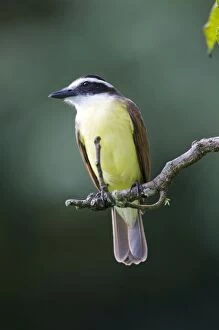 Images Dated 6th December 2008: Great Kiskadee - on branch - Asa Wright Centre - Trinidad