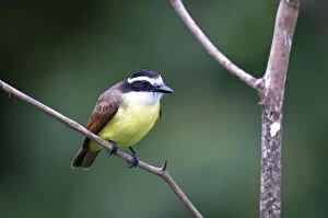Images Dated 5th December 2008: Great Kiskadee - sitting on branch
