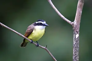 Trinidad Prints: Great Kiskadee - sitting on branch - Asa Wright Centre - Trinidad