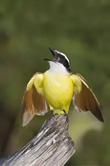 Great Kiskadee South Texas in March