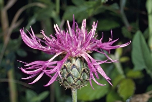 Images Dated 3rd April 2007: Great Knapweed Flower - head UK