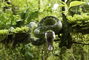 Jaws Prints: Great Lakes Bush Viper - striking with mouth wide open - Nyungwe - Rwanda - Africa