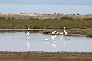 Lesvos Prints: Great and Little Egrets (Egretta garzetta) - in pool with sea behind - Lesvos