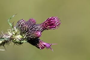 Images Dated 15th July 2012: Great Marsh Thistle