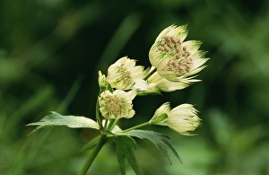 Images Dated 21st May 2004: Great Masterwort / Mountain Sanicle