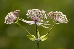 Images Dated 4th July 2007: Great Masterwort or Mountain Sanicle (Astrantia major), in mountain pastures. Romania
