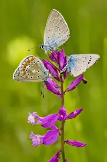 Romania Prints: Great Milkwort - with mainly Mazarine Blues butterflies