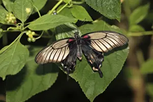 Mormon Prints: Great Mormon Butterfly - resting on leaf, Emmen, Holland