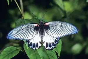 Mormon Prints: Great Mormon Butterfly Southeast Asia