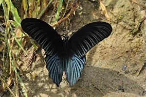Great Mormon - male (Papilio memnon)