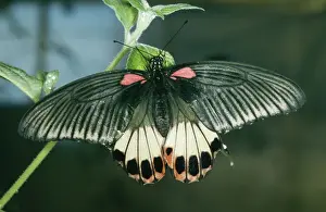 Segments Prints: Great Mormon ROG 8897 Female. Sri Lanka