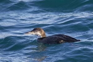 Images Dated 14th February 2016: Great Northern Diver adult in winter plumage