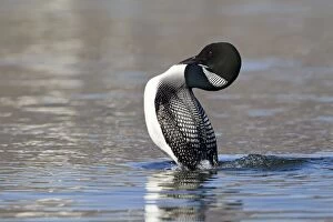 Images Dated 7th June 2014: Great Northern Diver - displaying