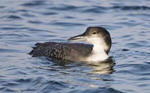 Images Dated 29th December 2008: Great Northern Diver - juvenile