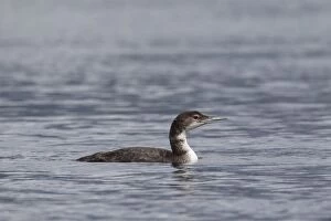Images Dated 9th August 2015: Great Northern Diver juvenile
