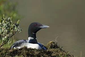 Images Dated 7th June 2014: Great Northern Diver - on nest