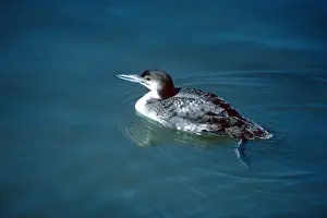 Loon Prints: Great Northern Loon