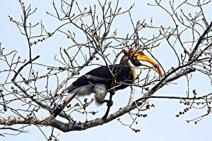Bicornis Gallery: Great Pied Hornbill