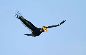 Images Dated 5th March 2011: Great Pied Hornbill