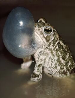 GREAT PLAINS TOAD - calling to attract mate & repel rivals
