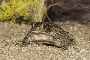 Images Dated 17th March 2010: Great Plains Toad - controlled conditions