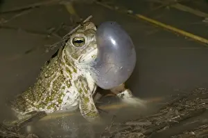 Inflated Prints: Great Plains Toad - Male calling to attract female-often breeding after heavy rain in summer-when inflated